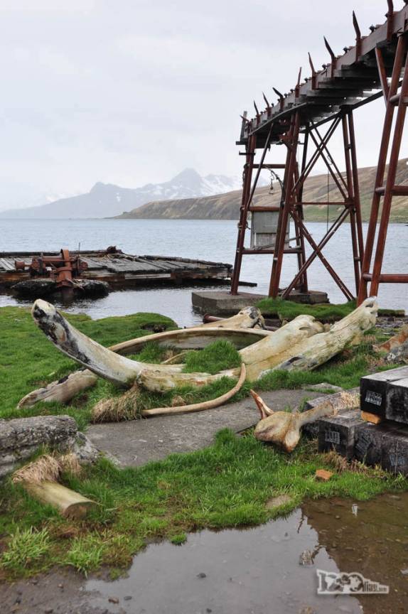 Ossos de baleia ainda são comuns em Grytviken, na Geórgia do Sul